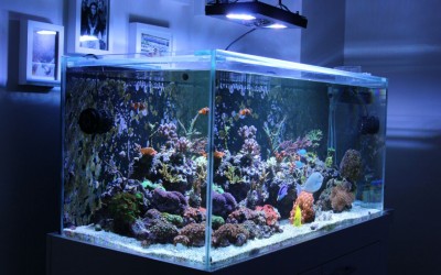 İlker Kök 100x50x50h Resif Akvaryum