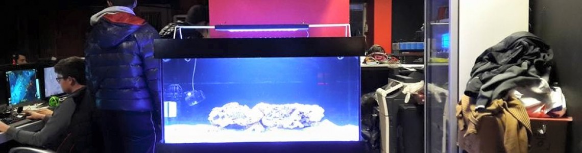 Starnet Kafe 100x50x50